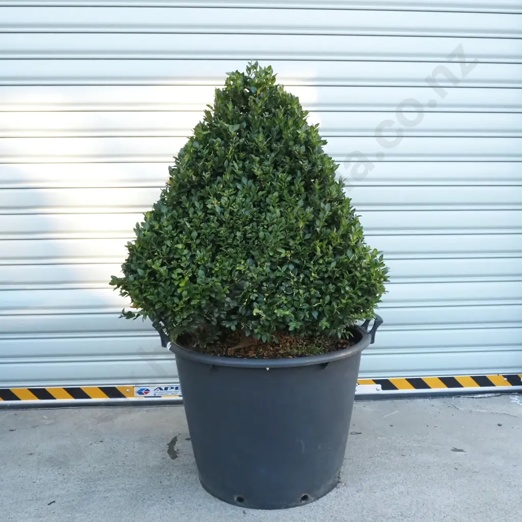 Buxus Sempervirens 'Rotundifolia' in the Form of a Pyramid - Eighteen+ Years Old Image 1++