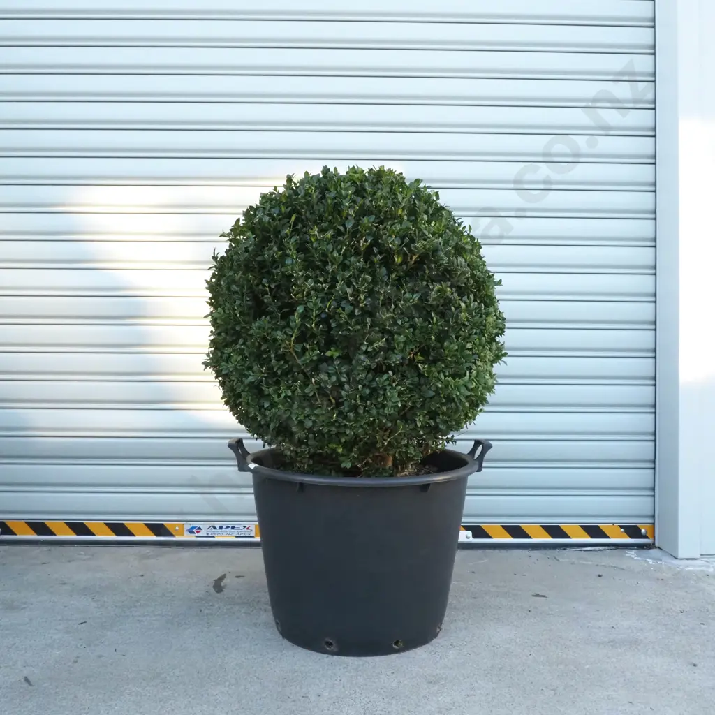 Buxus Sempervirens 'Rotundifolia' in the Form of Large Ball, Eighteen +Years w Beautiful Dark Green Foliage Image 1++