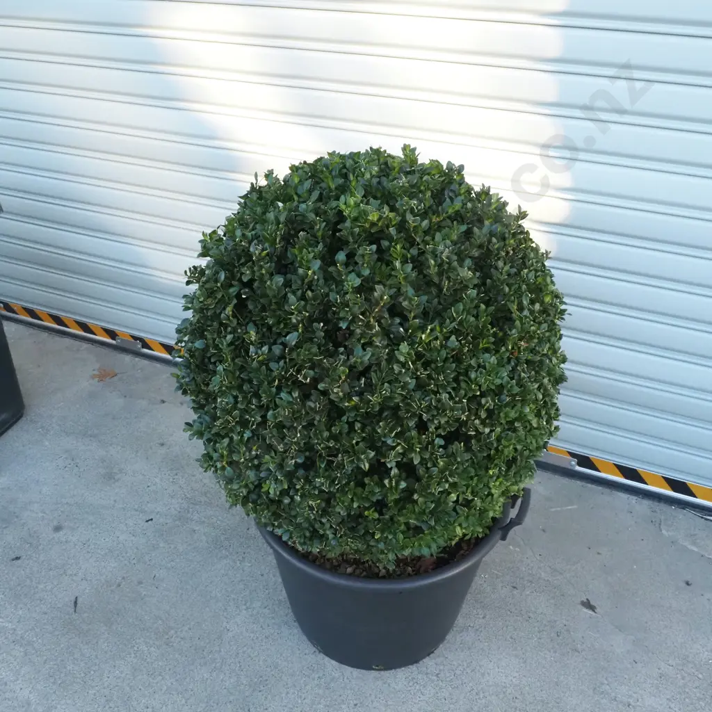 Buxus Sempervirens 'Rotundifolia' in the Form of Large Ball, Eighteen +Years w Beautiful Dark Green Foliage Image 1++