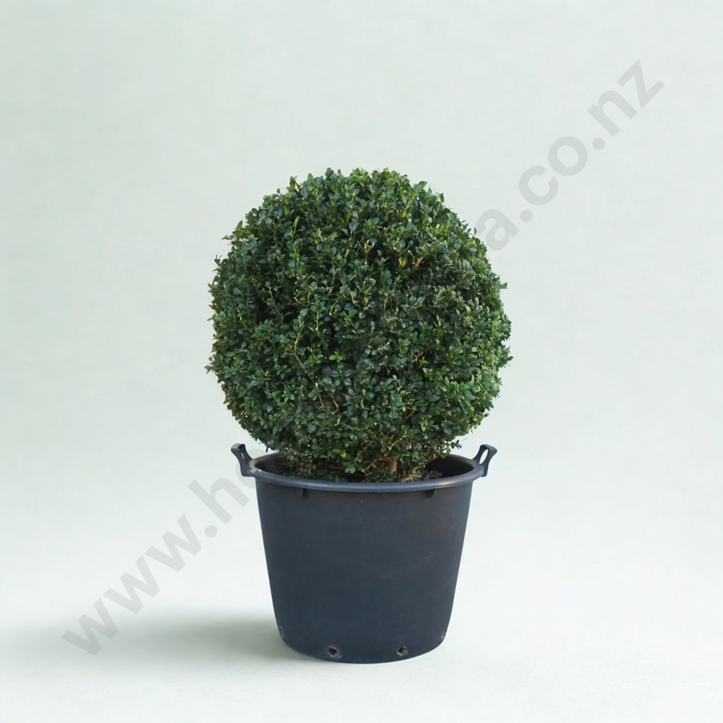 Buxus Sempervirens 'Rotundifolia' in the Form of Large Ball, Eighteen +Years w Beautiful Dark Green Foliage Image 1++