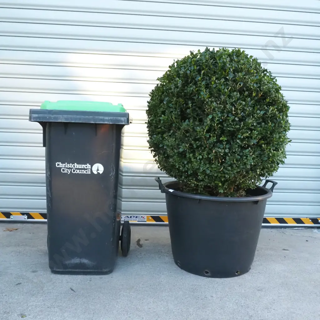 Buxus Sempervirens 'Rotundifolia' in the Form of Large Ball, Eighteen +Years w Beautiful Dark Green Foliage Image 1++