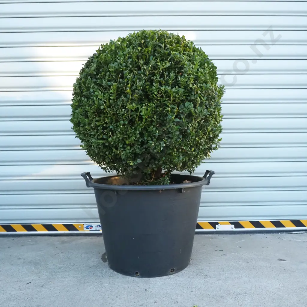 Buxus Sempervirens 'Rotundifolia' in the Form of Large Ball, Eighteen + Years, Beautiful Dark Green Foliage Image 1++