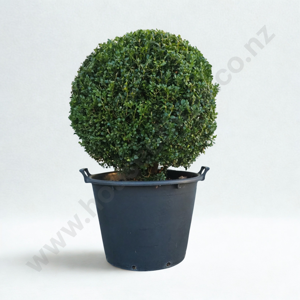 Buxus Sempervirens 'Rotundifolia' in the Form of Large Ball, Eighteen + Years, Beautiful Dark Green Foliage Image 1++