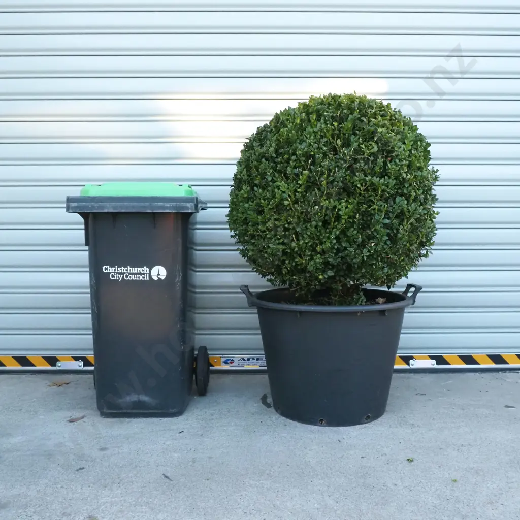 Buxus Sempervirens 'Rotundifolia' in the Form of Large Ball, Eighteen + Years, Beautiful Dark Green Foliage Image 1++