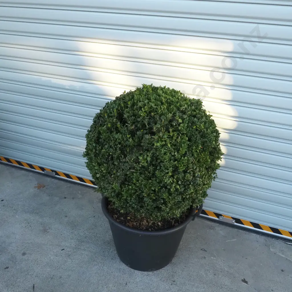 Buxus Sempervirens 'Rotundifolia' in the Form of Large Ball, Eighteen + Years, Beautiful Dark Green Foliage Image 1++