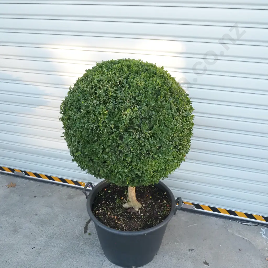Buxus Sempervirens 'Suffruticosa' in the Form of a Ball on a Stem, Thirty Years Old Image 1++
