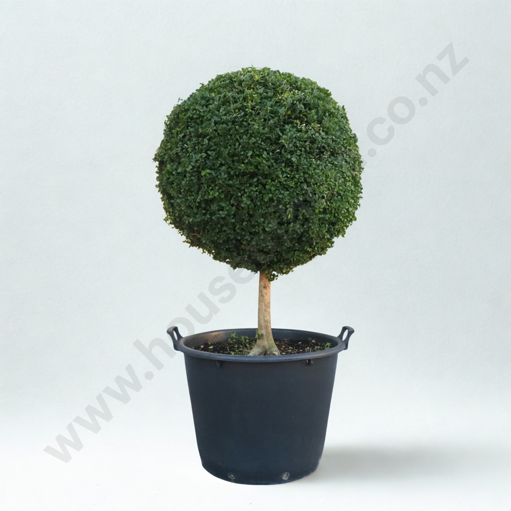 Buxus Sempervirens 'Suffruticosa' in the Form of a Ball on a Stem, Thirty Years Old Image 1++