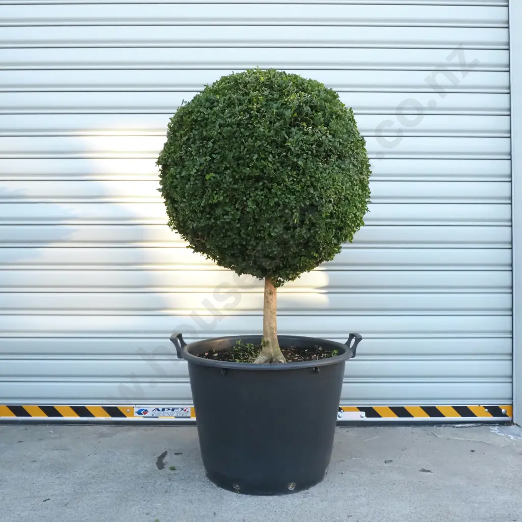 Buxus Sempervirens 'Suffruticosa' in the Form of a Ball on a Stem, Thirty Years Old Image 1++