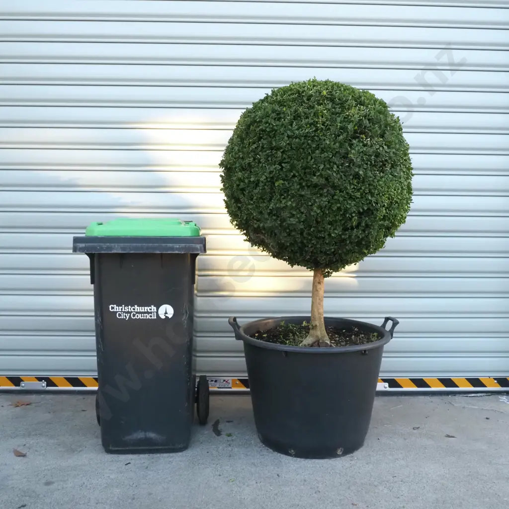 Buxus Sempervirens 'Suffruticosa' in the Form of a Ball on a Stem, Thirty Years Old Image 1++