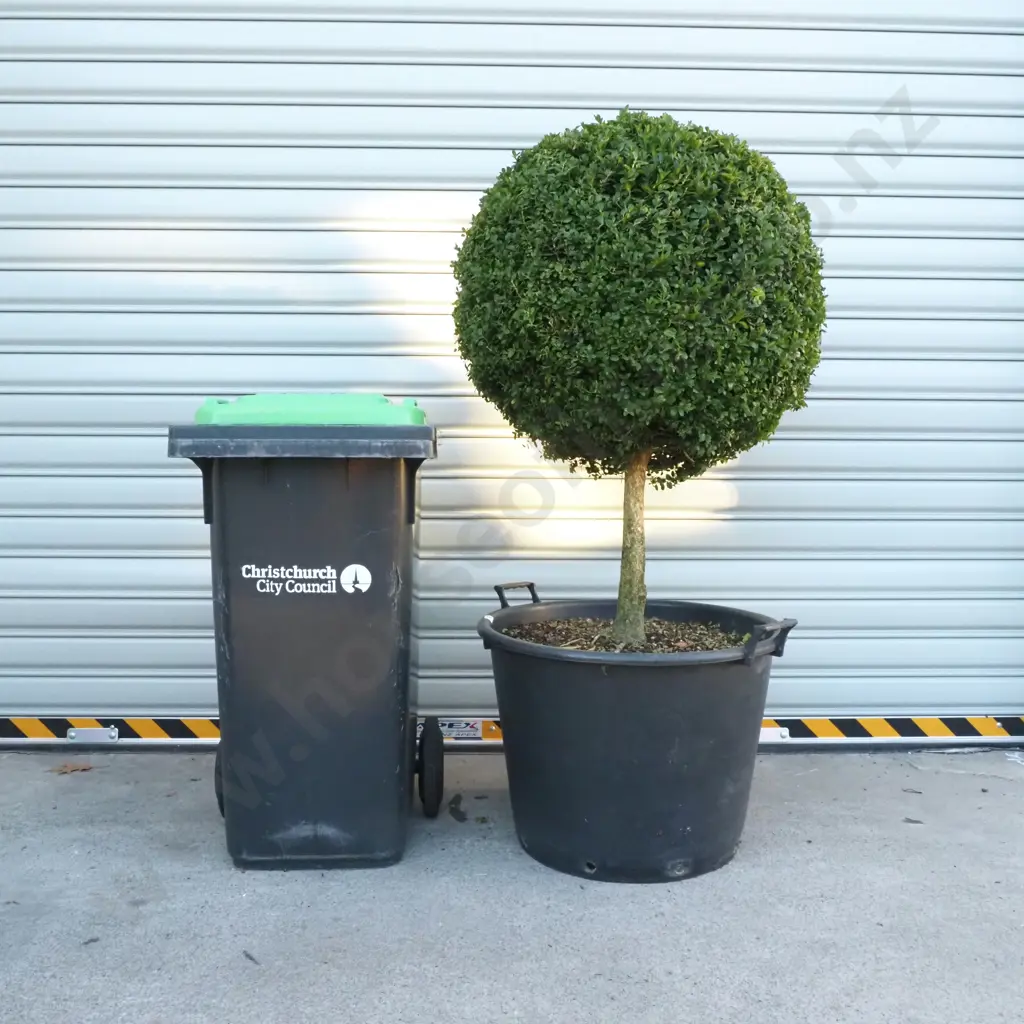 Buxus Sempervirens 'Suffruticosa' in the Form of a Ball on a Stem, Thirty Years Old Image 1++