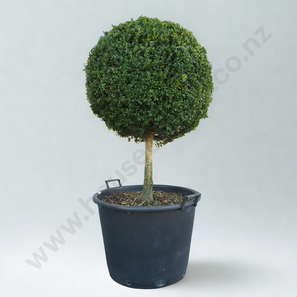 Buxus Sempervirens 'Suffruticosa' in the Form of a Ball on a Stem, Thirty Years Old Image 1++