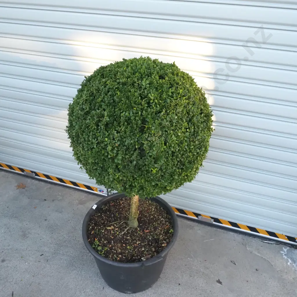 Buxus Sempervirens 'Suffruticosa' in the Form of a Ball on a Stem, Thirty Years Old Image 1++