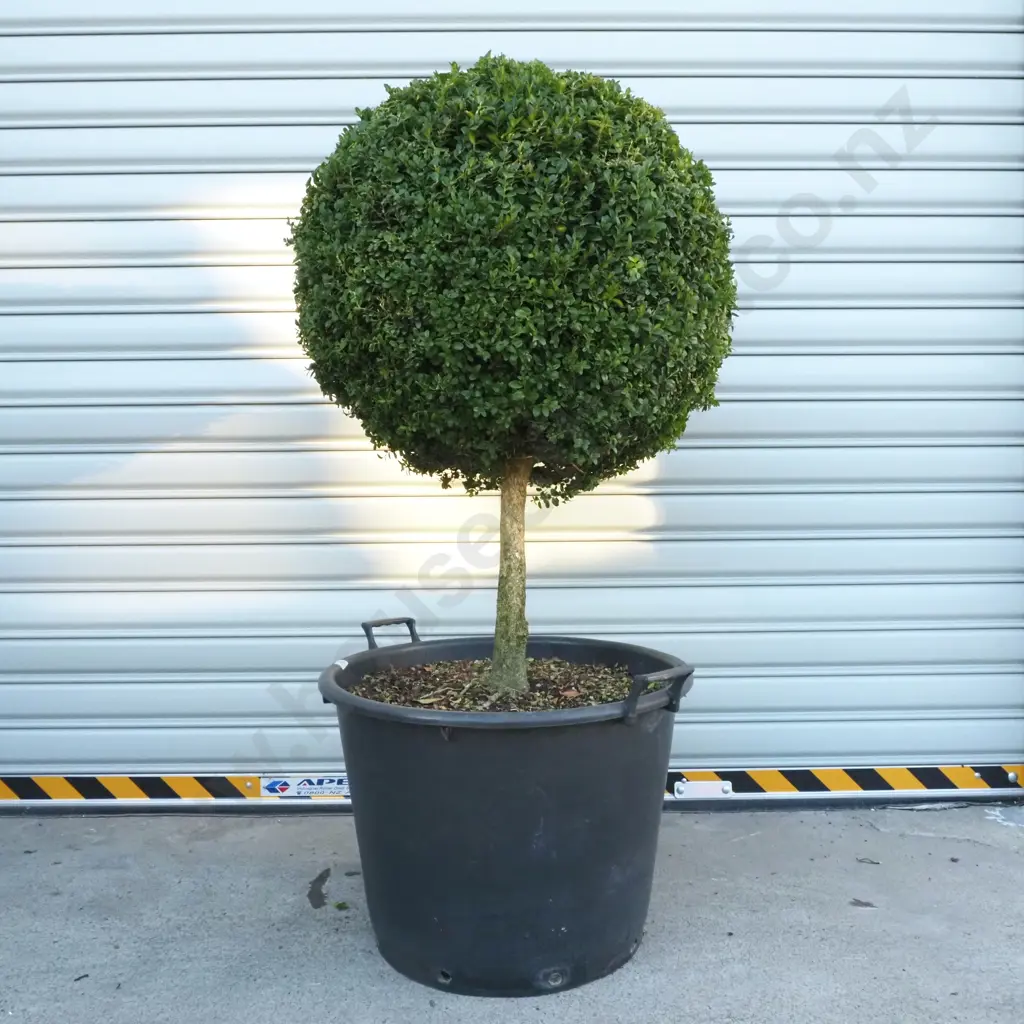 Buxus Sempervirens 'Suffruticosa' in the Form of a Ball on a Stem, Thirty Years Old Image 1++