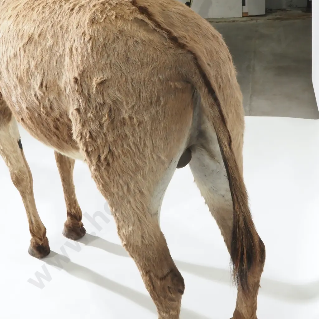 Full Mount  Taxidermy of a Jerusalem Donkey (Male) Image 1++