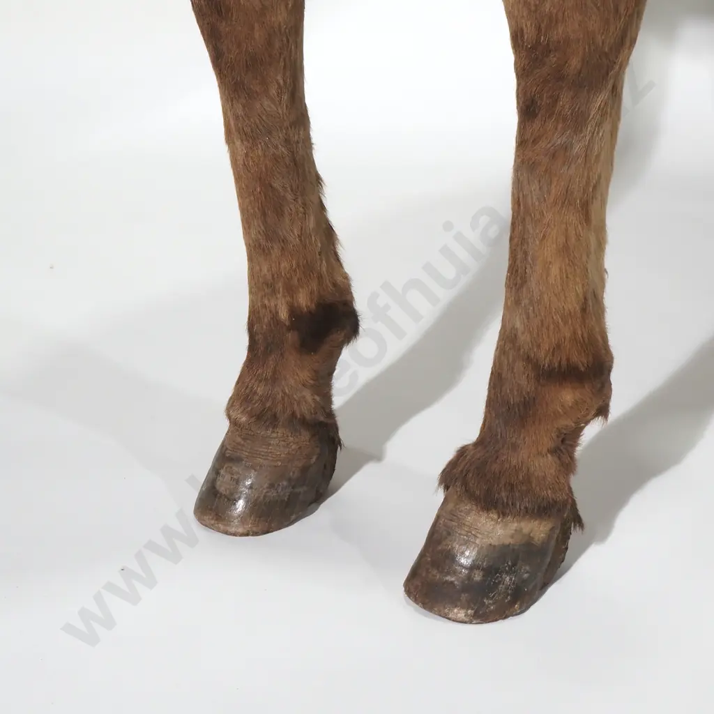 Full Mount  Taxidermy of a Jerusalem Donkey (Male) Image 1++