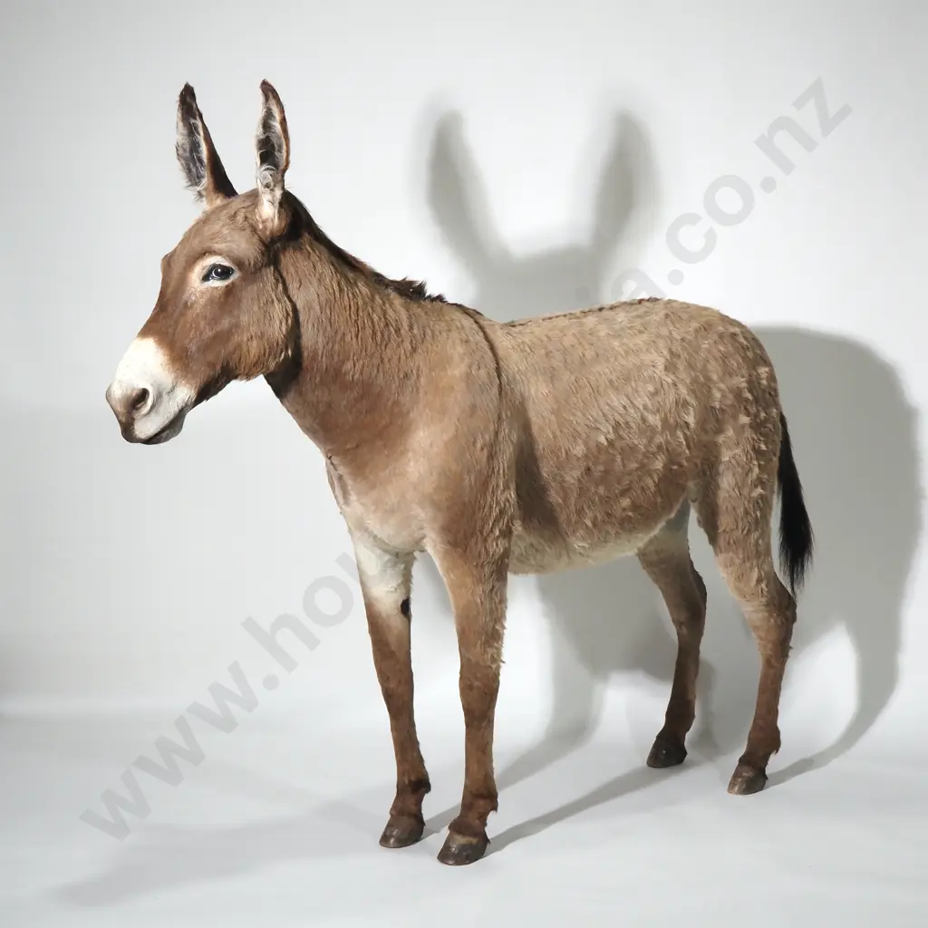 Full Mount  Taxidermy of a Jerusalem Donkey (Male) Image 1++