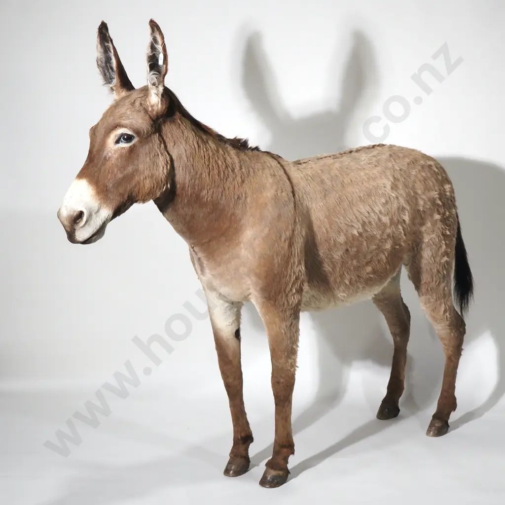 Full Mount  Taxidermy of a Jerusalem Donkey (Male) Image 1++