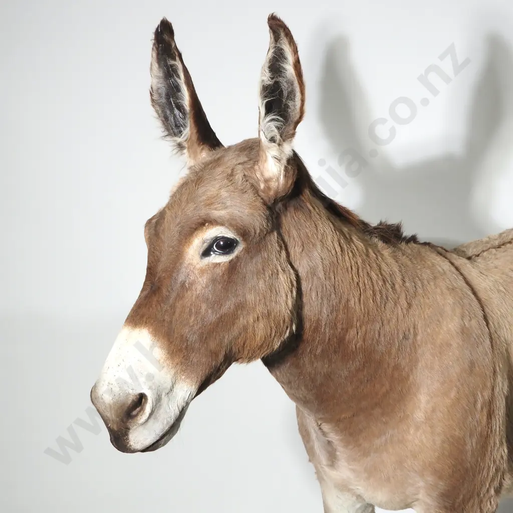 Full Mount  Taxidermy of a Jerusalem Donkey (Male) Image 1++