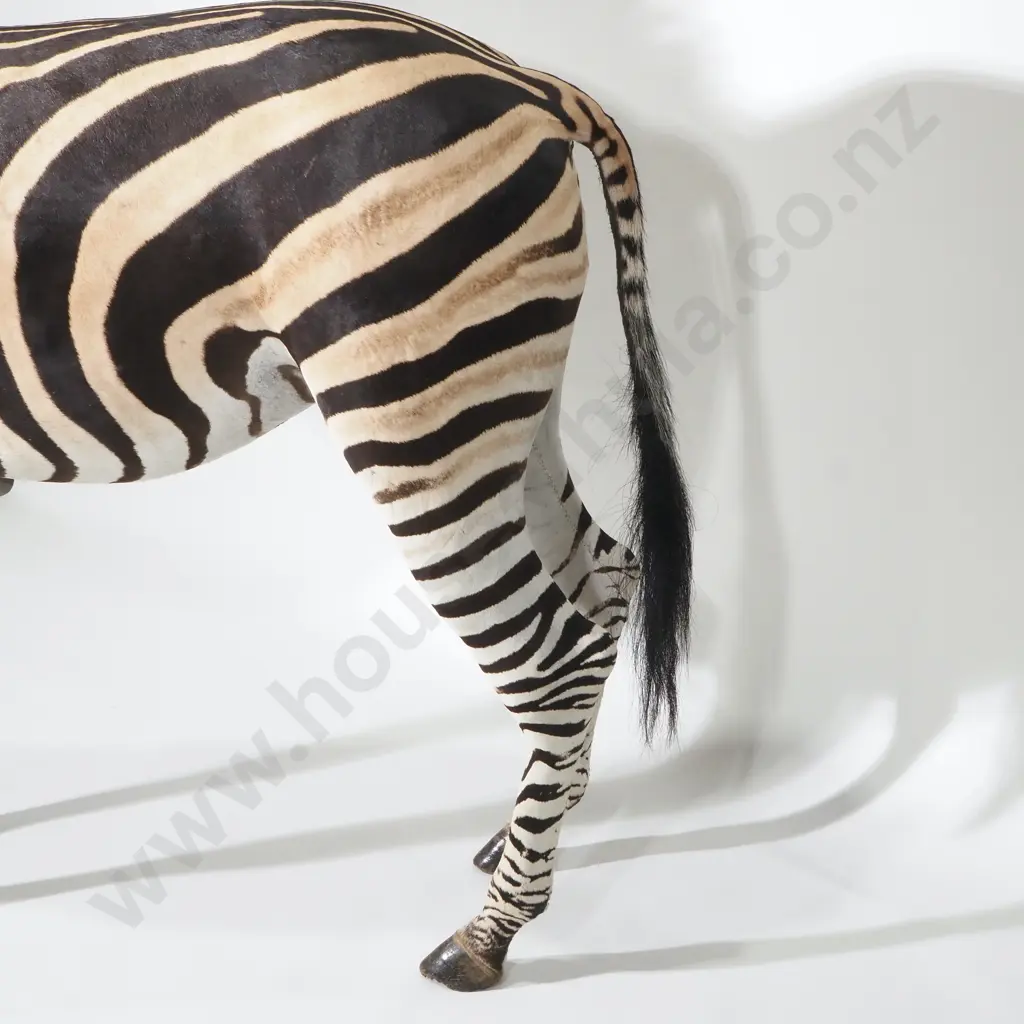 Full Mount Taxidermy Zebra Image 1++