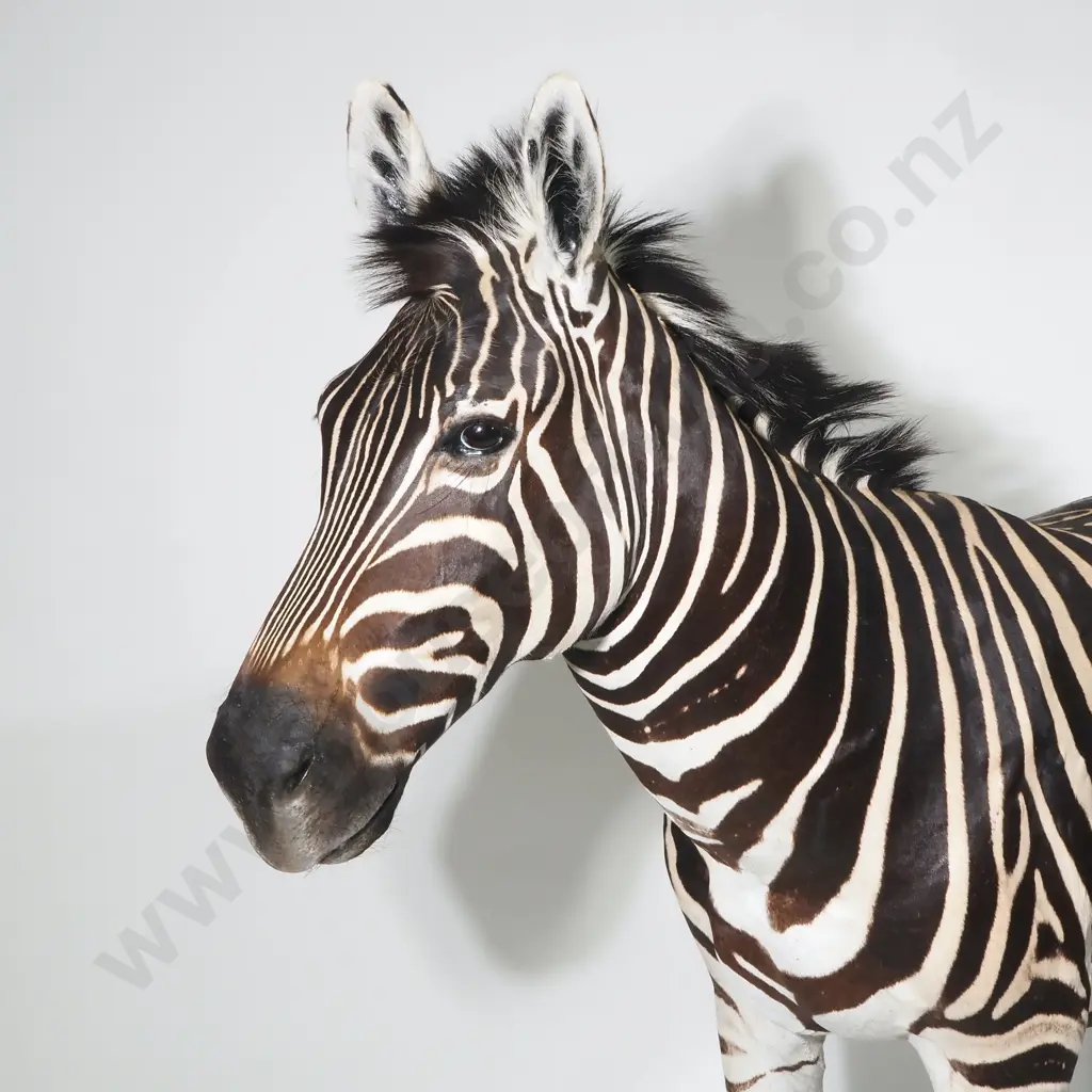 Full Mount Taxidermy Zebra Image 1++