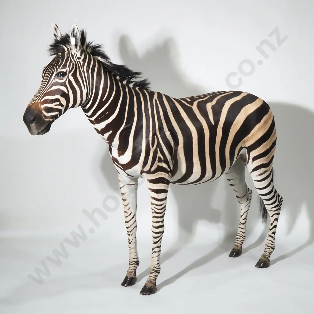 Full Mount Taxidermy Zebra Image 1++