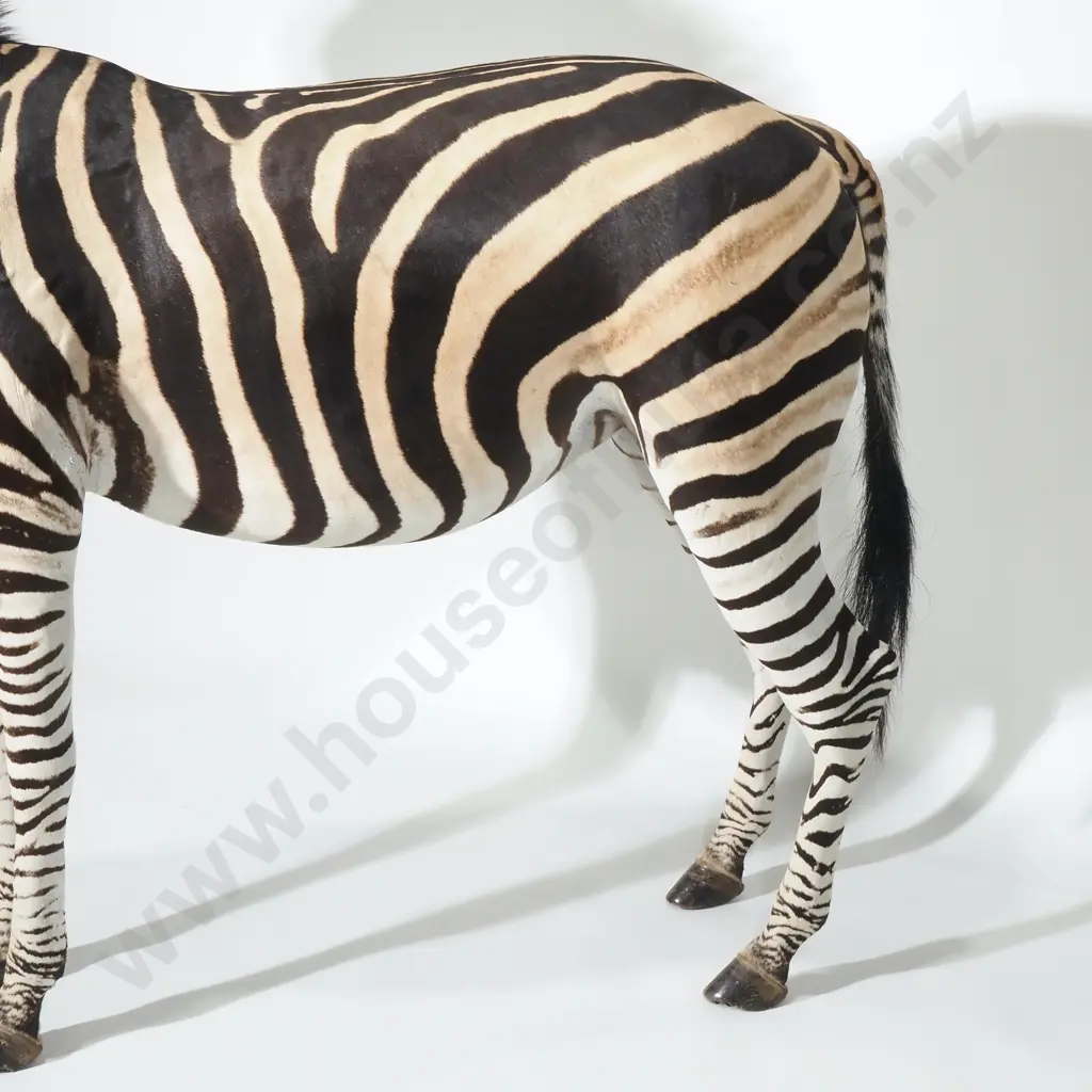 Full Mount Taxidermy Zebra Image 1++