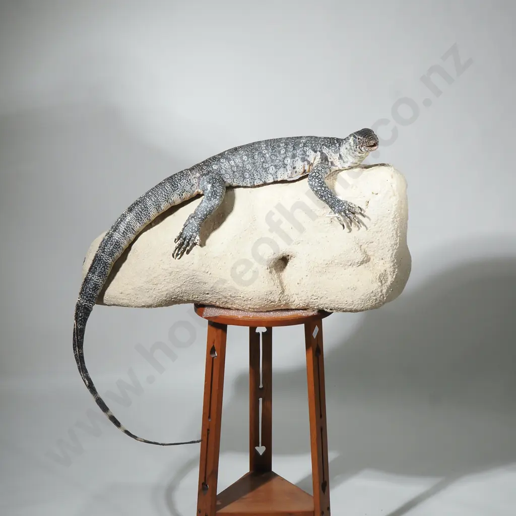 Large Rock Monitor Sitting Upon a  Rock Image 1++