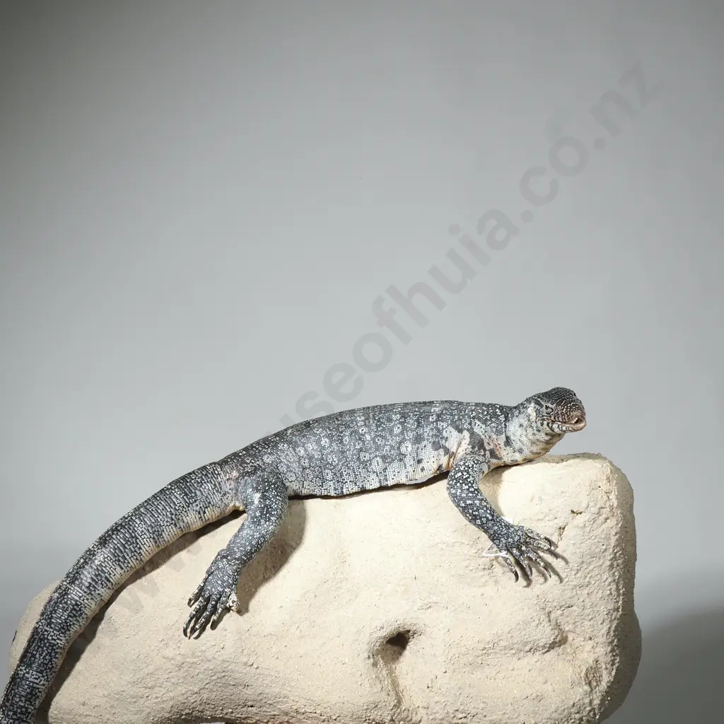 Large Rock Monitor Sitting Upon a  Rock Image 1++