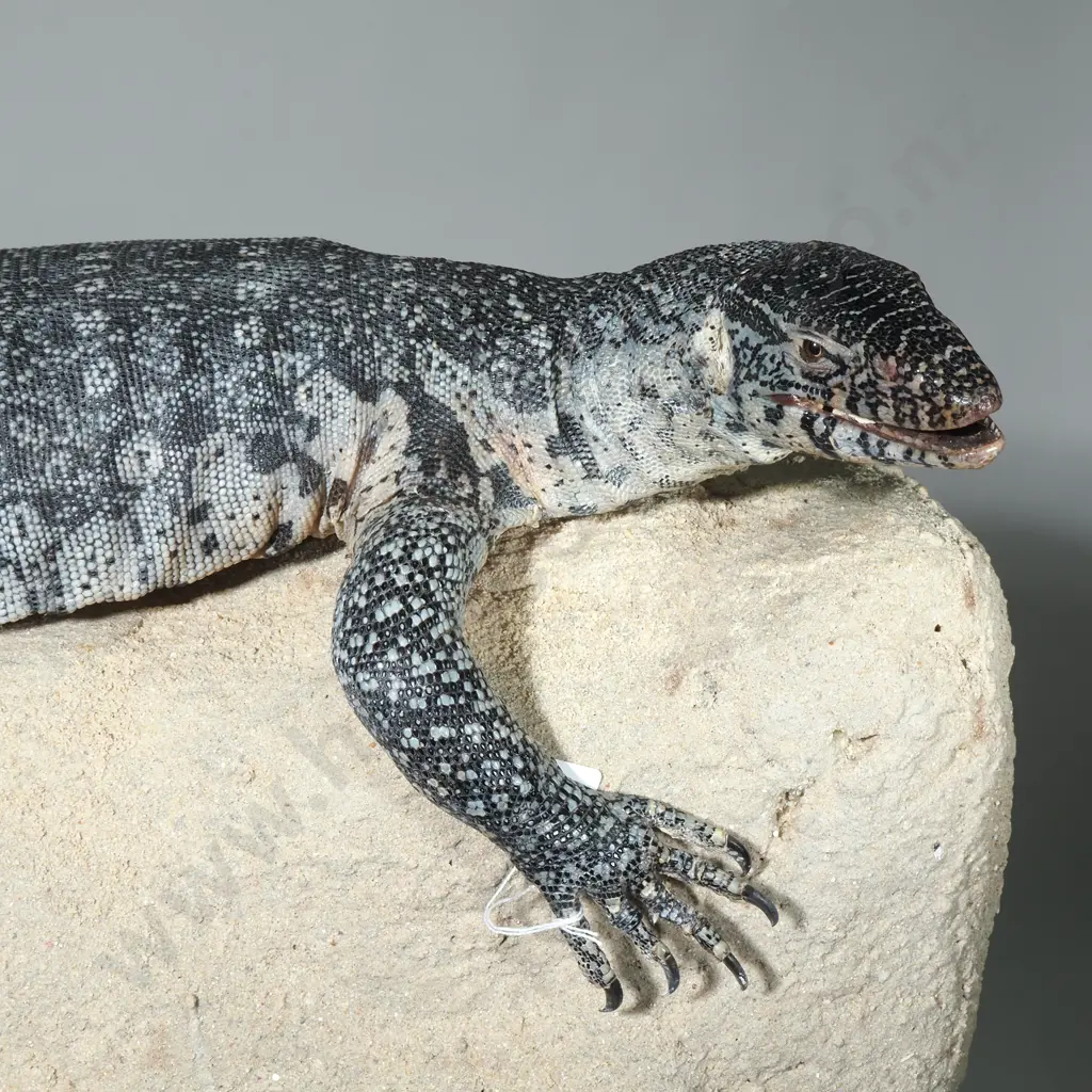 Large Rock Monitor Sitting Upon a  Rock Image 1++
