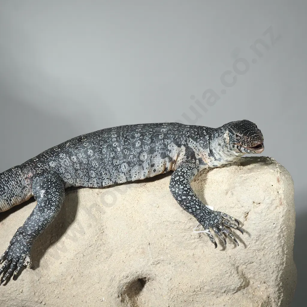 Large Rock Monitor Sitting Upon a  Rock Image 1++