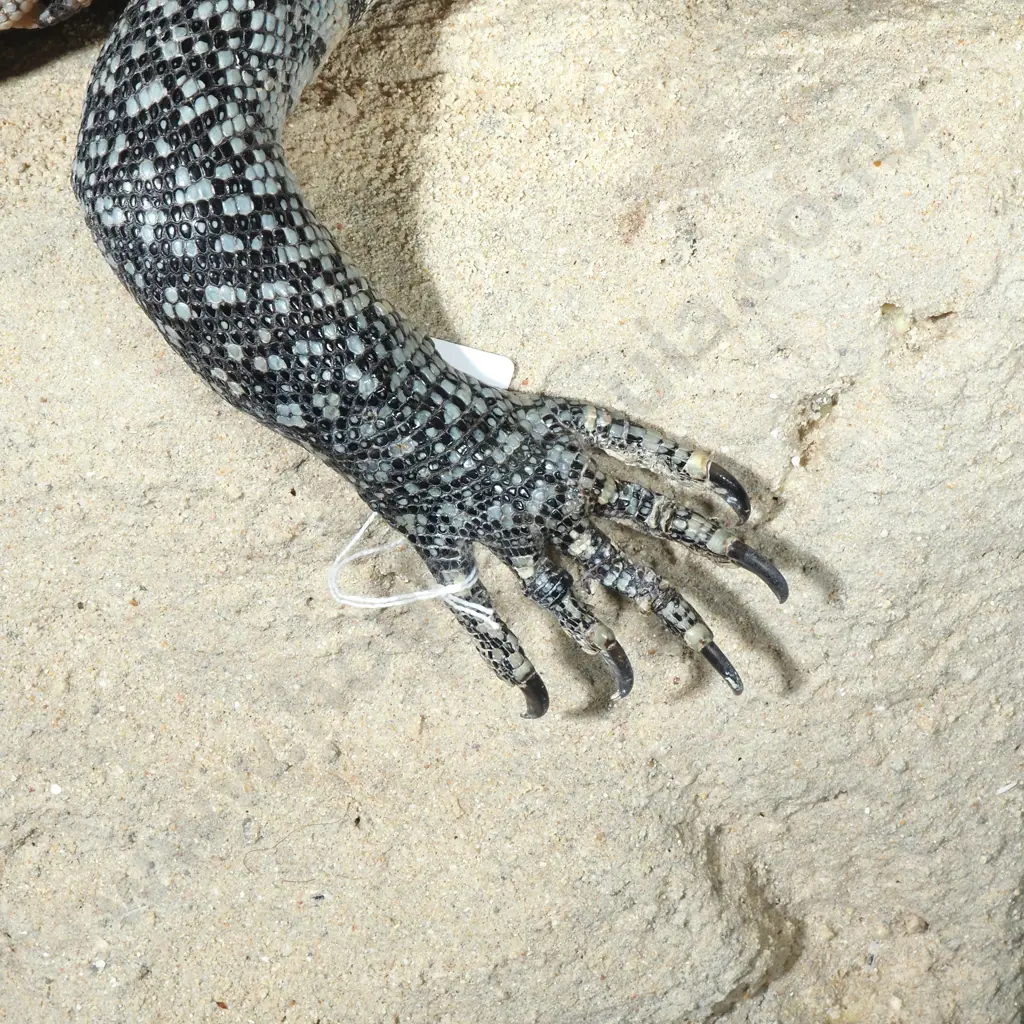 Large Rock Monitor Sitting Upon a  Rock Image 1++