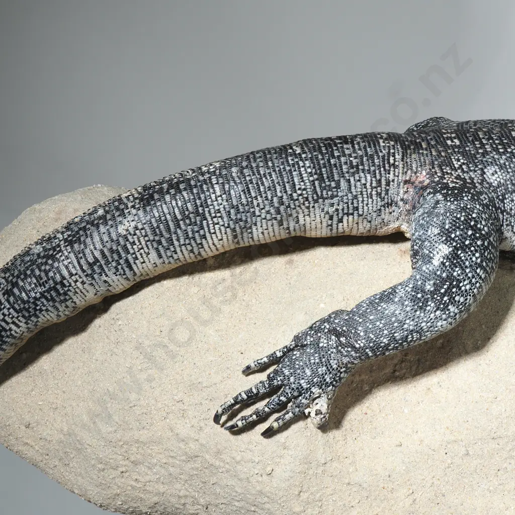 Large Rock Monitor Sitting Upon a  Rock Image 1++