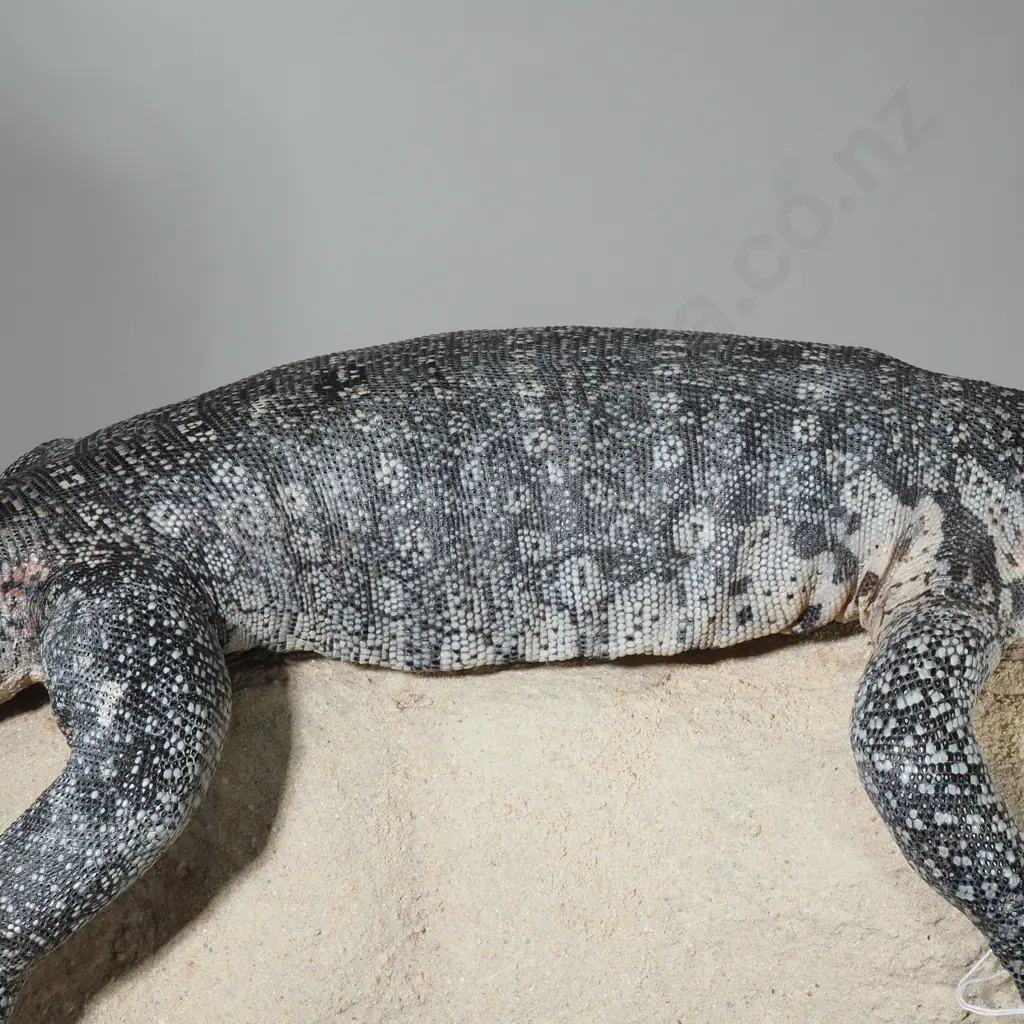 Large Rock Monitor Sitting Upon a  Rock Image 1++