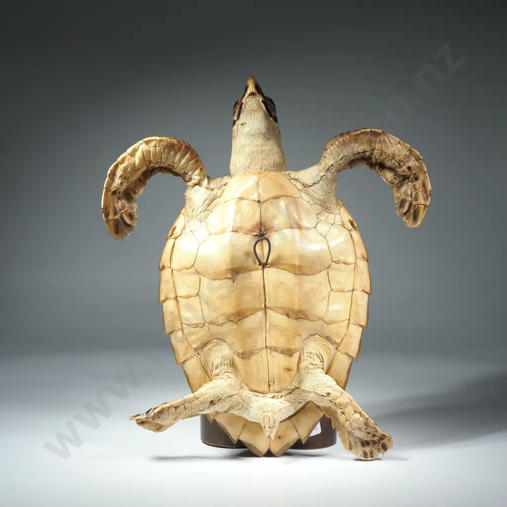 Hawksbill Sea Turtle Image 1++