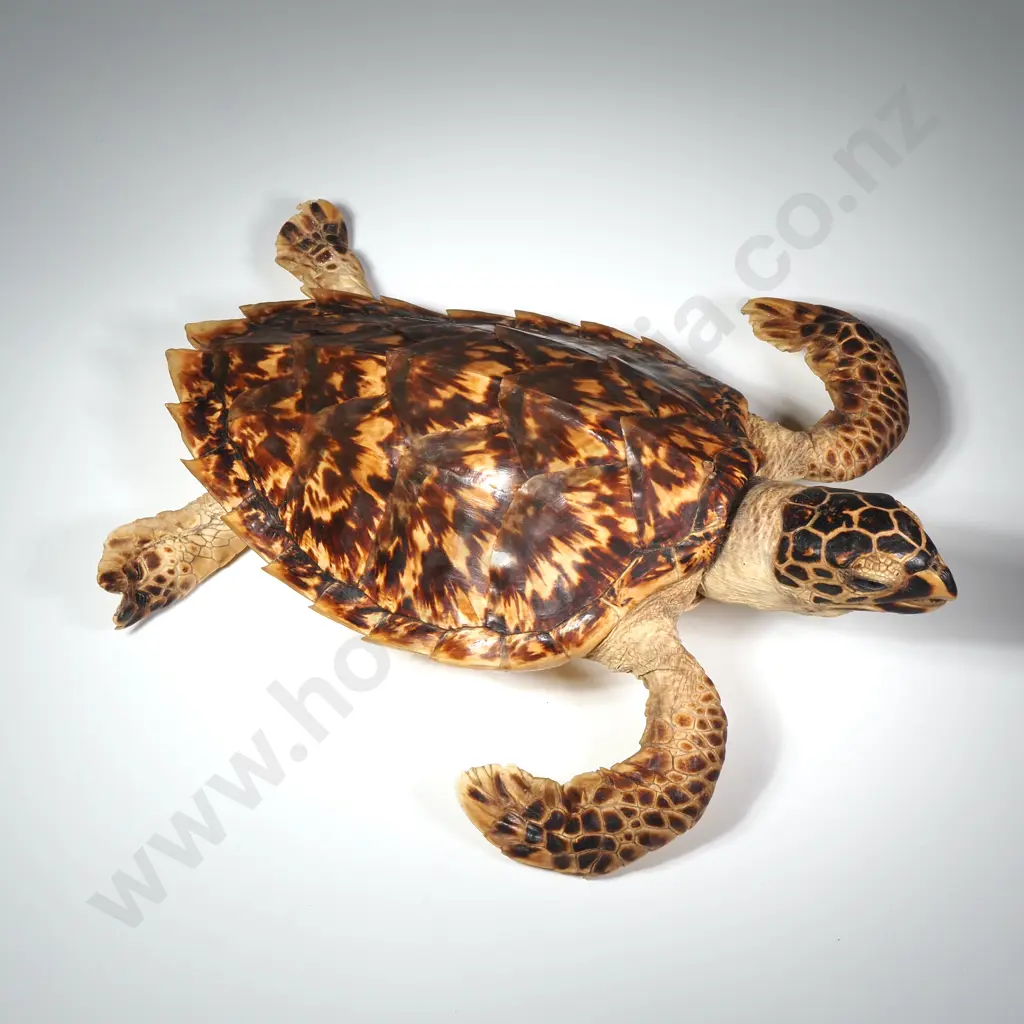 Hawksbill Sea Turtle Image 1++