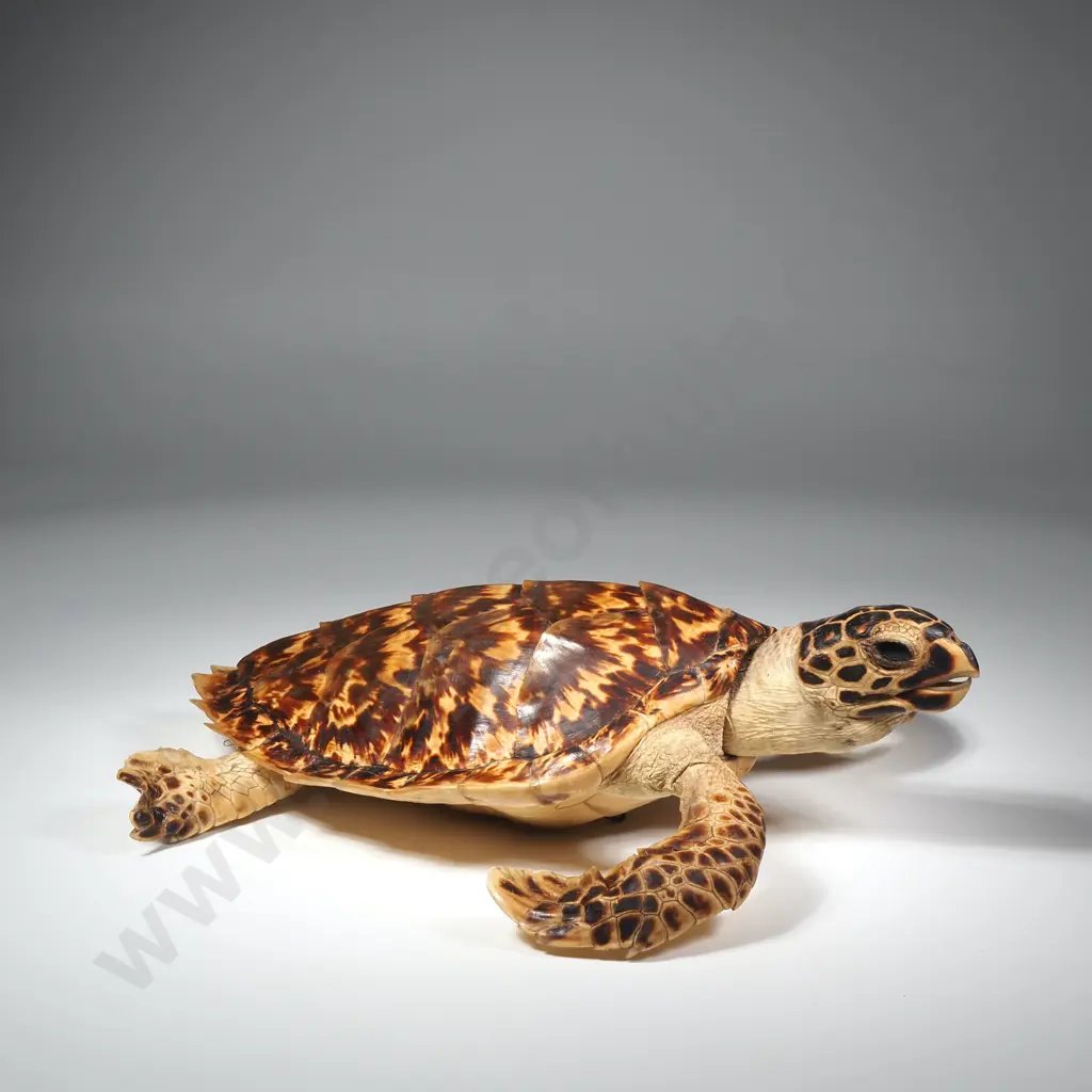 Hawksbill Sea Turtle Image 1++