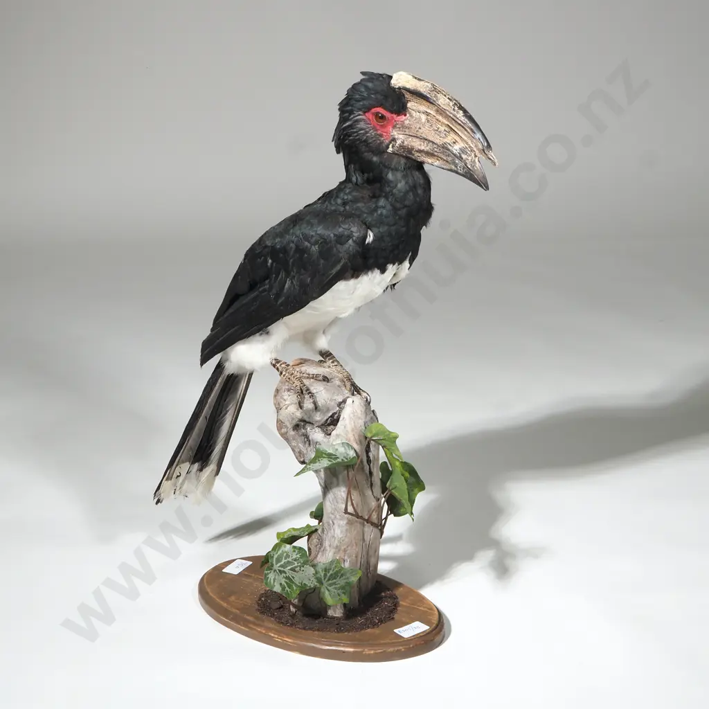 Taxidermy Specimen of a Trumpeter Hornbill (Bycanistses Bucinator) w Large Bill & Prominent Casque, on a Tree Stump Image 1++