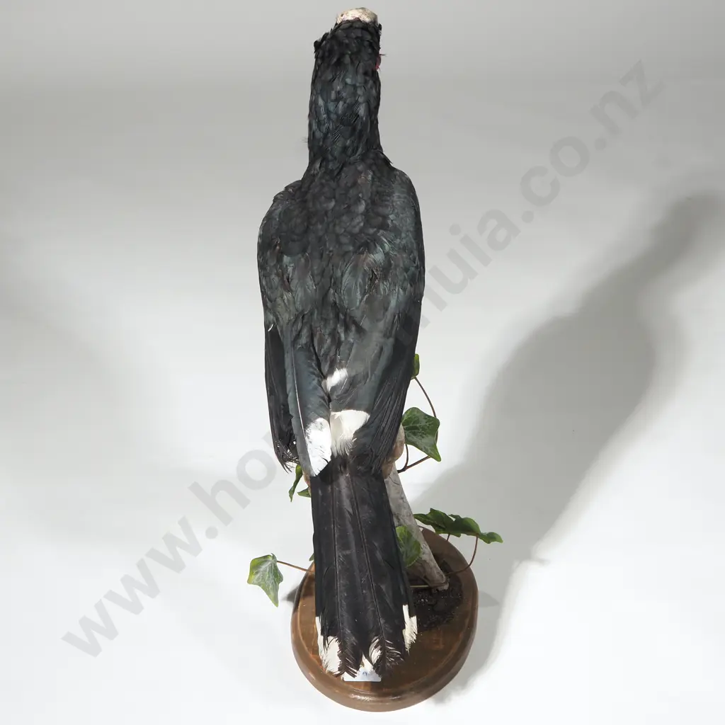 Taxidermy Specimen of a Trumpeter Hornbill (Bycanistses Bucinator) w Large Bill & Prominent Casque, on a Tree Stump Image 1++