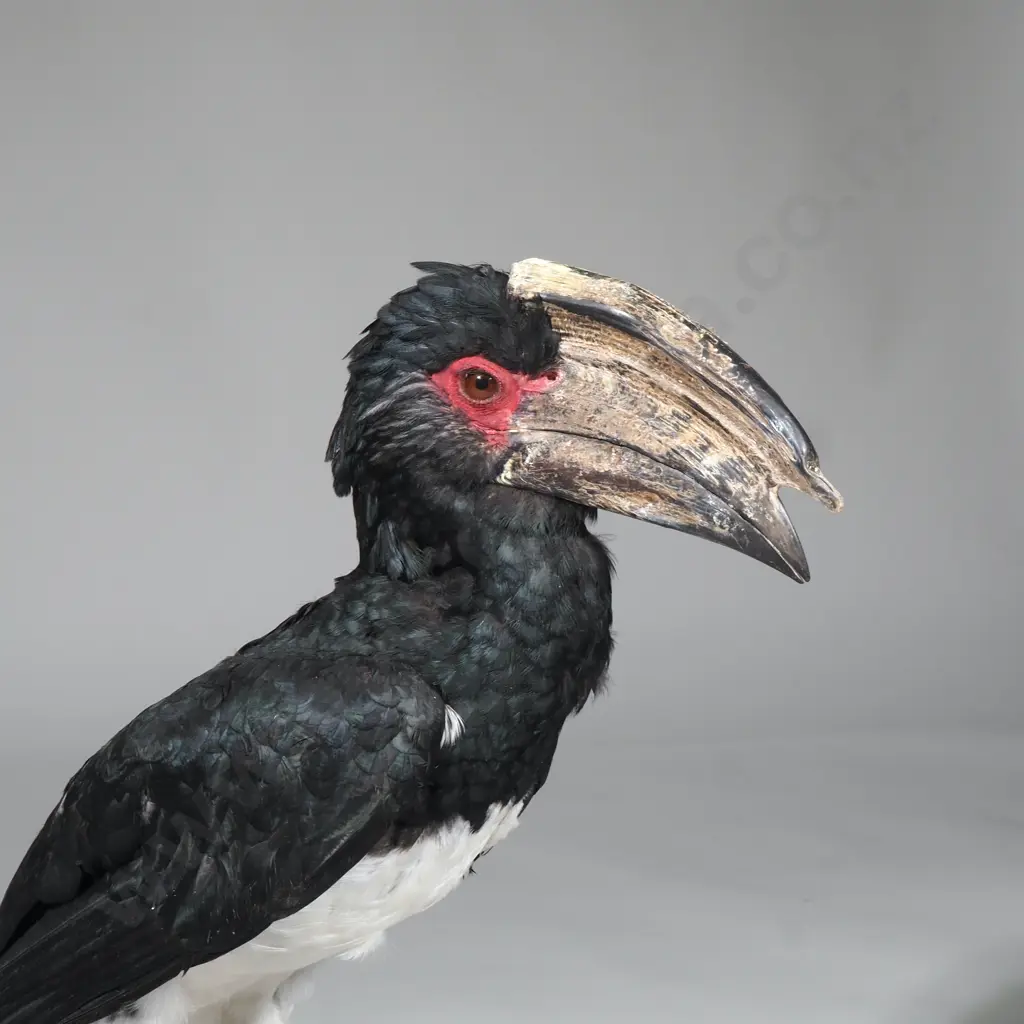 Taxidermy Specimen of a Trumpeter Hornbill (Bycanistses Bucinator) w Large Bill & Prominent Casque, on a Tree Stump Image 1++