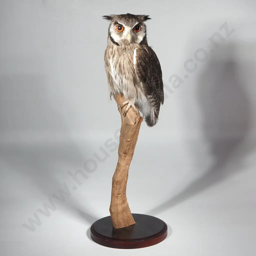 Taxidermied Scops Owl on Vertical Driftwood Stand Image 1++