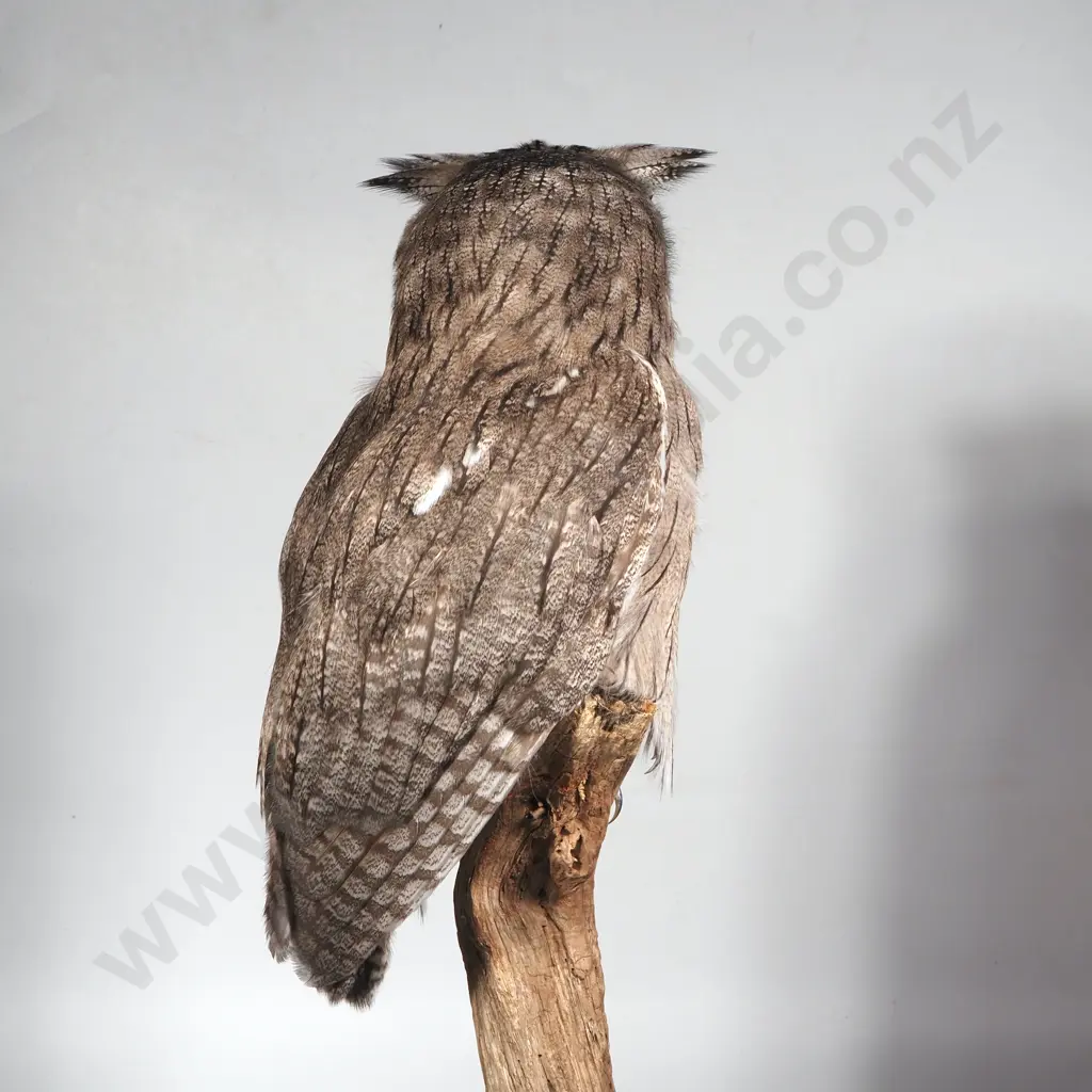 Taxidermied Scops Owl on Vertical Driftwood Stand Image 1++