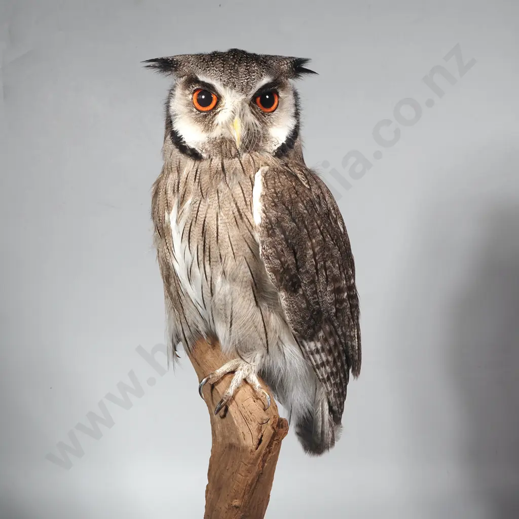 Taxidermied Scops Owl on Vertical Driftwood Stand Image 1++