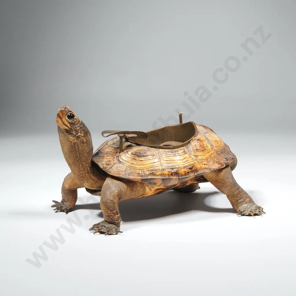 Antique Victorian Taxidermy Tortoise Ashtray Image 1++