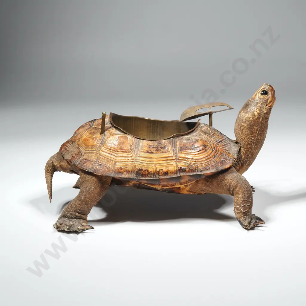 Antique Victorian Taxidermy Tortoise Ashtray Image 1++
