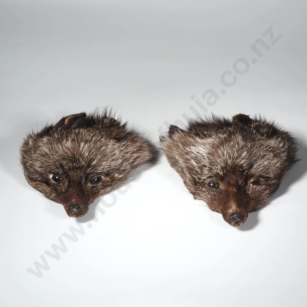Two Fox Heads Image 1++