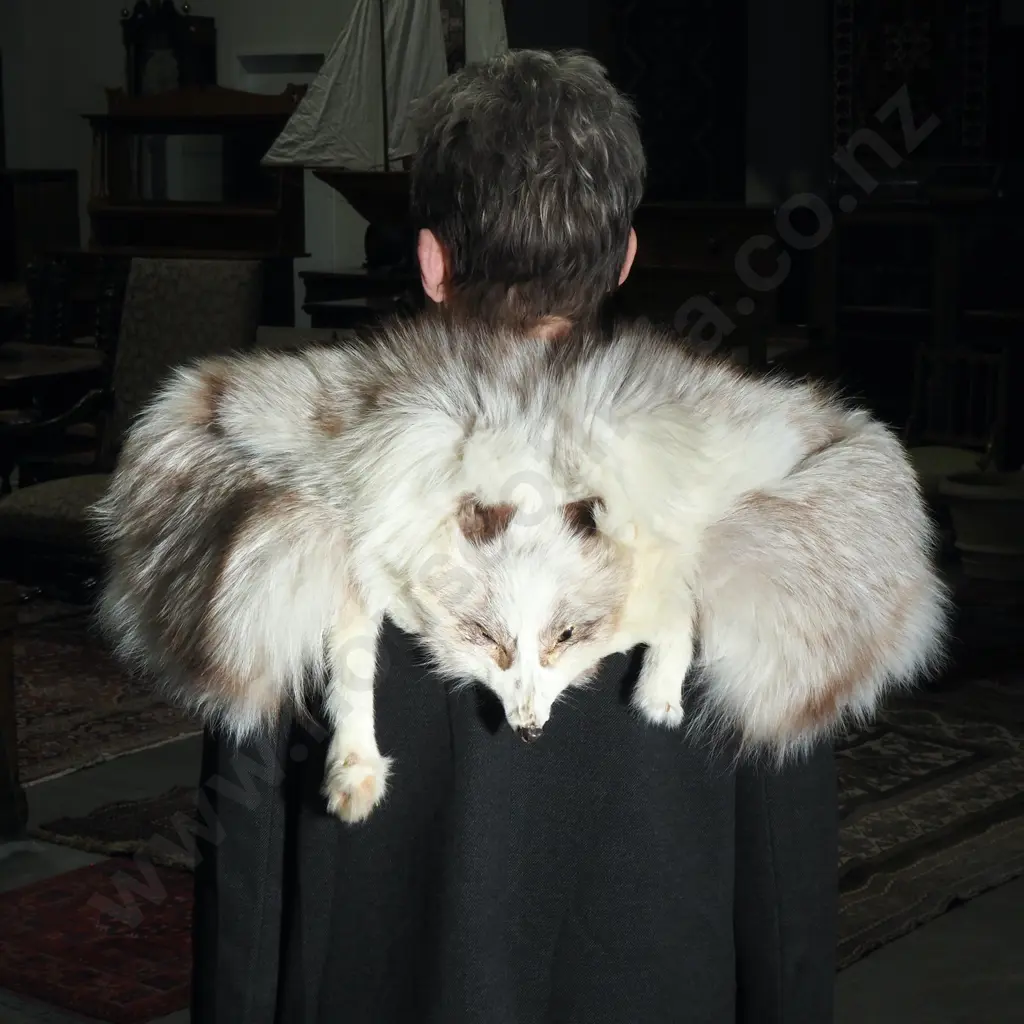 Artic Fox Shawl Image 1++