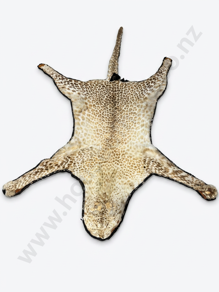 Leopard Skin w Mounted Head & Lined Image 1++