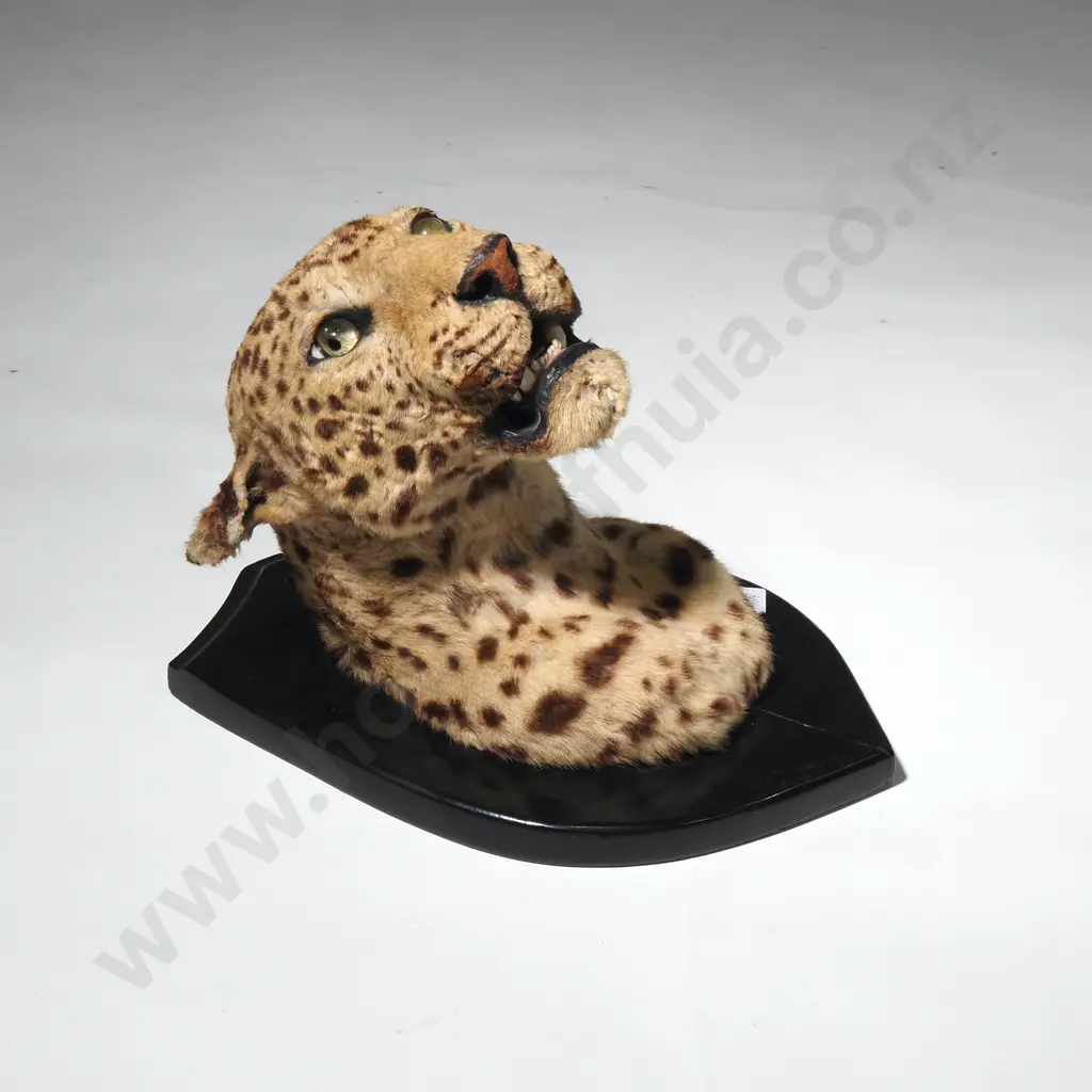 A Taxidermy Leopard's Head  on a Shield Shaped Mount Image 1++
