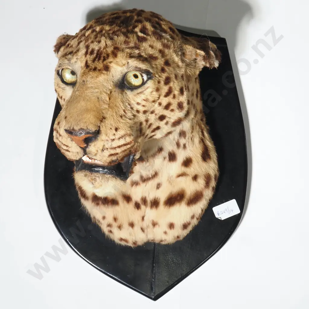 A Taxidermy Leopard's Head  on a Shield Shaped Mount Image 1++