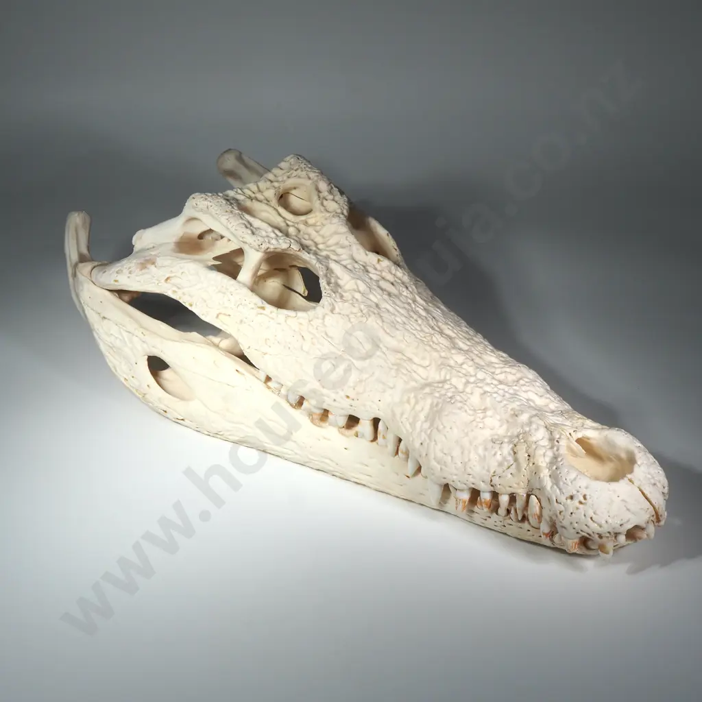 Crocodile Skull Image 1++